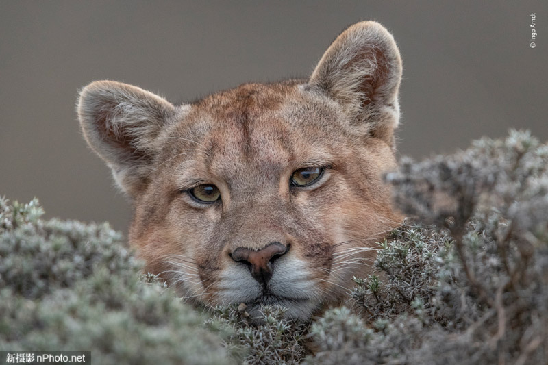 2019年野生动物摄影师大赛大众选择奖入围作品欣赏